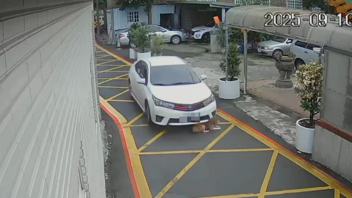 惡意衝撞?桃園汽車先減速後踩油門壓14歲老狗 口鼻出血急送醫