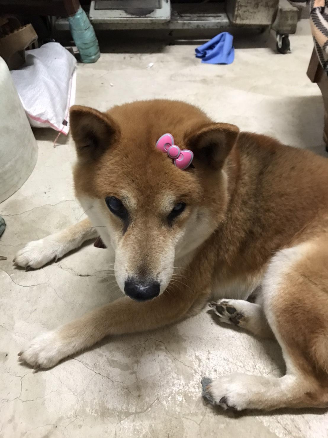 狗狗Money過去在家中的樣子。（圖／飼主提供）