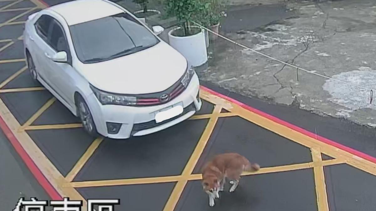 柴犬慘遭輾傷，駕駛加速離去，飼主PO文尋。（圖／翻攝　記憶八德）