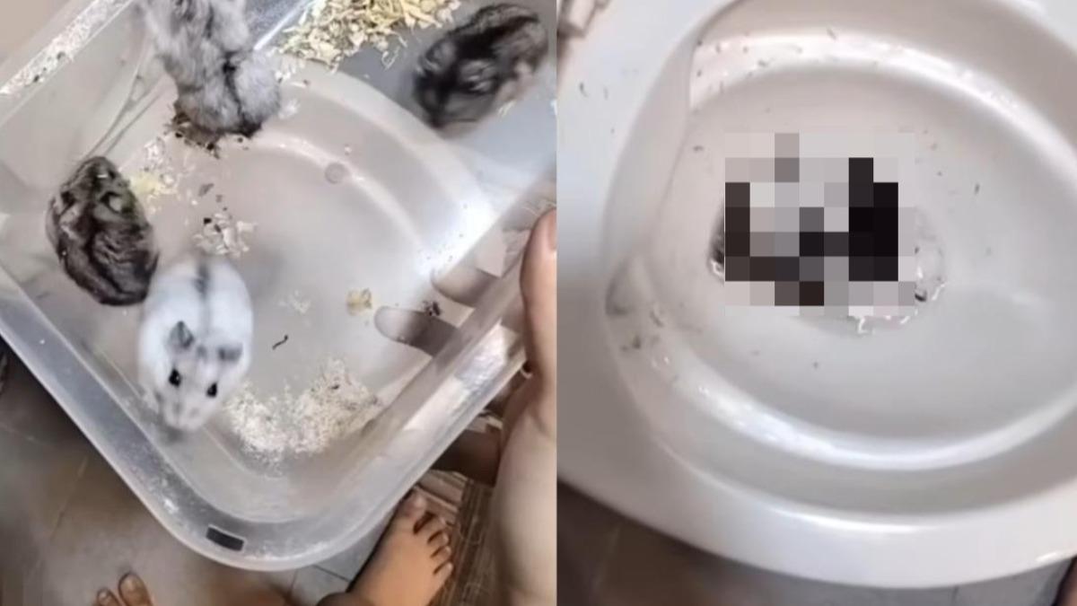 分手祭品？泰女將10倉鼠沖馬桶虐殺　檢方斥：無悔意要重判