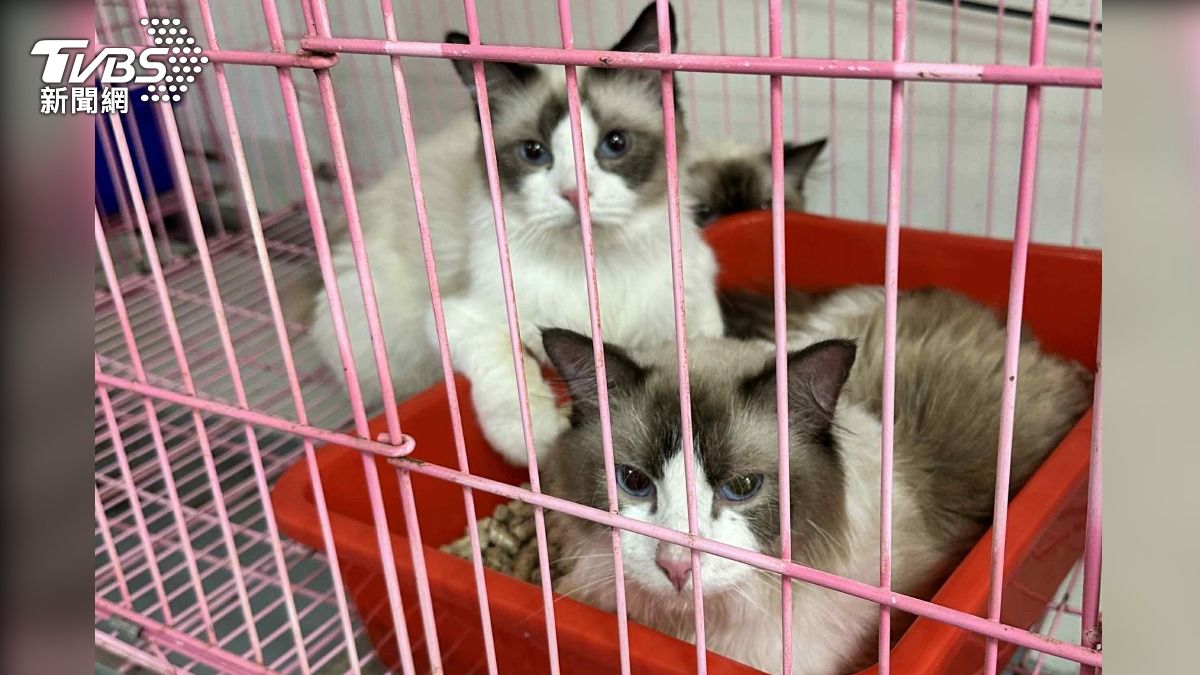 查緝毒品撞見「地下貓場」！品種貓病弱受傷　飼主遭重罰