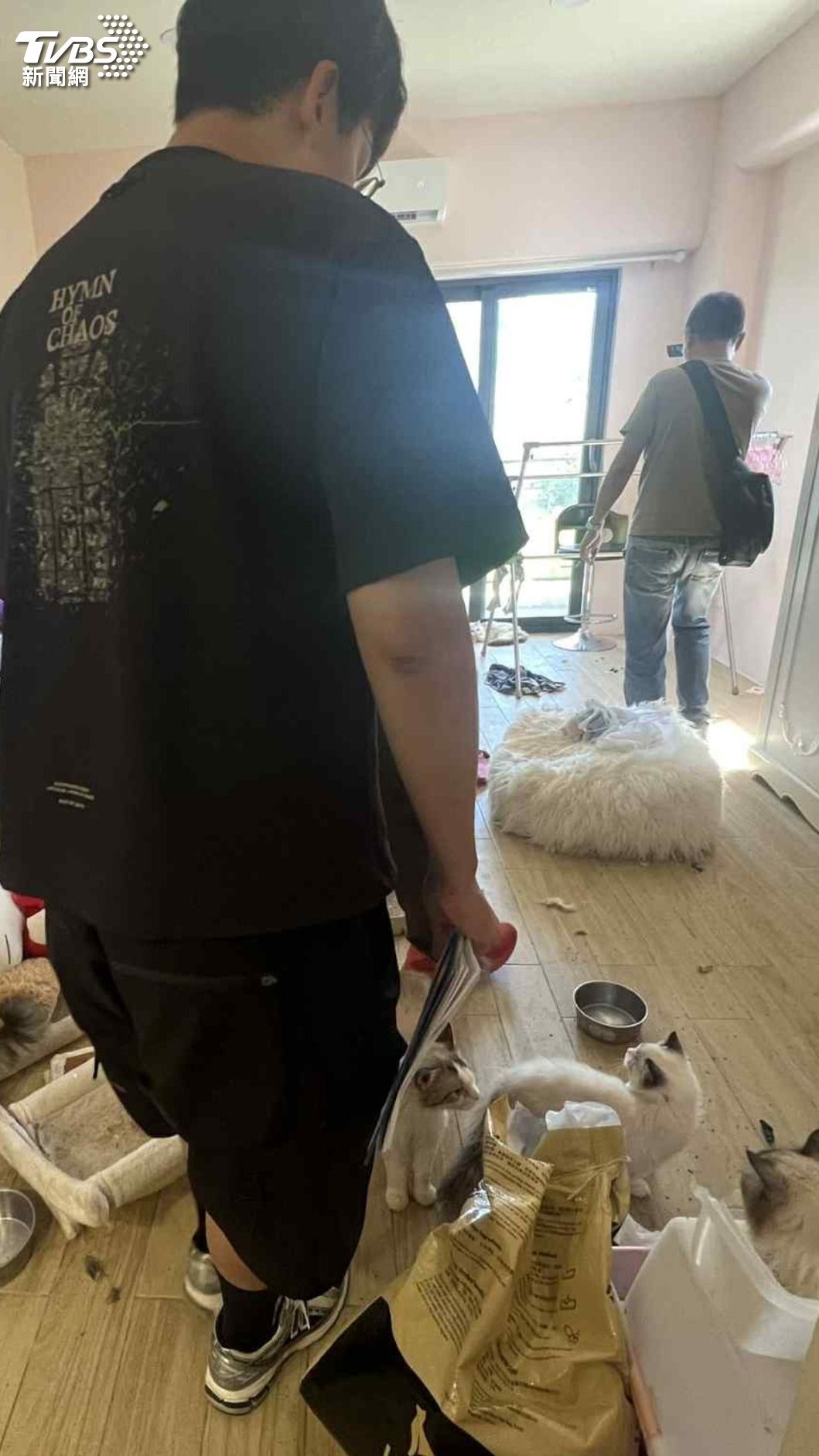 「品種貓」慘成生育工具!警突襲民宅揭35貓遭非法繁殖。(圖/新竹縣政府提供)