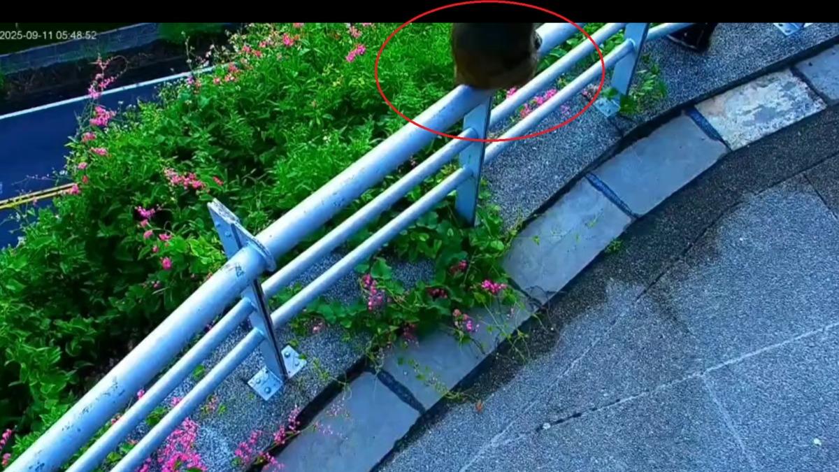 鏡頭前出現毛茸茸生物阻擋視線,隨後鏡頭畫面轉向地面。(圖/翻攝自西拉雅國家風景區管理處臉書)
