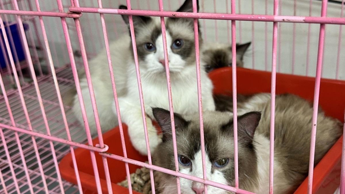 竹東民宅成貓隻煉獄！業者非法繁殖　35隻品種貓擠一塊