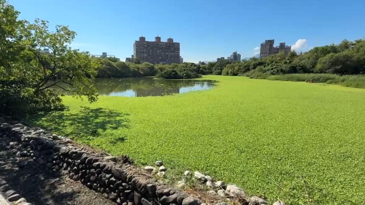 羅東林場池水7成變綠毯 外來植物逼走原生生態