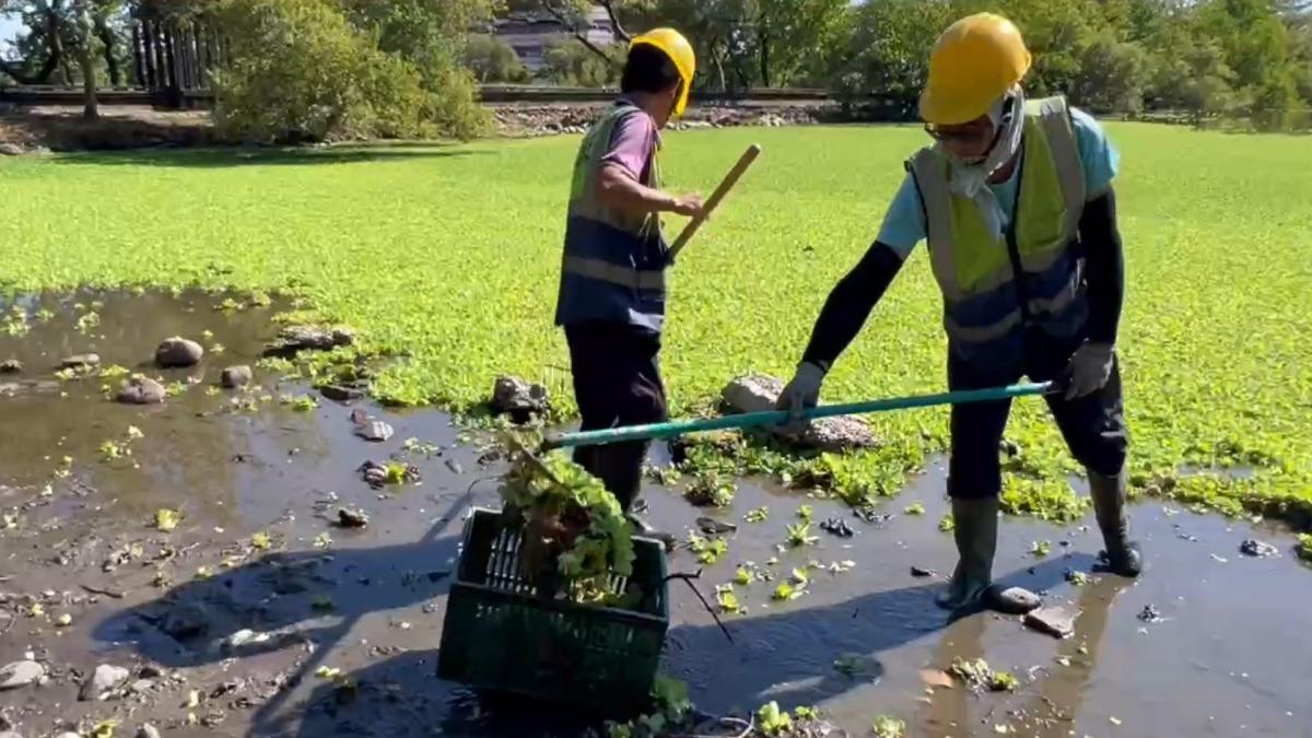 水芙蓉入侵羅東生態池　林保署啟動志工清除行動。(圖／TVBS)