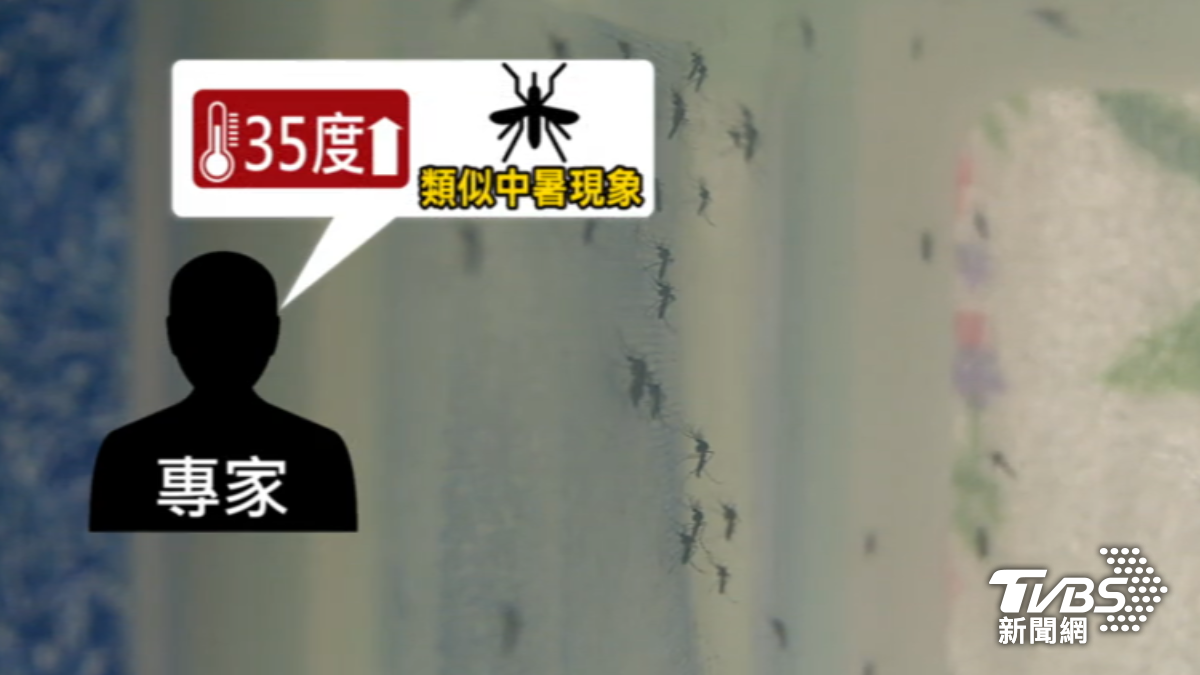 不少民眾相當有感今年夏天蚊子變少,專家指出超過35度會讓蚊子活動力降低。(圖/TVBS)
