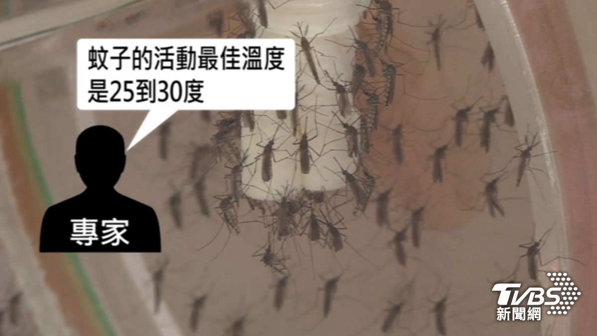 蚊子最佳活動溫度是25-30度,專家表示入秋後蚊子可能會大量出沒。(圖/TVBS)