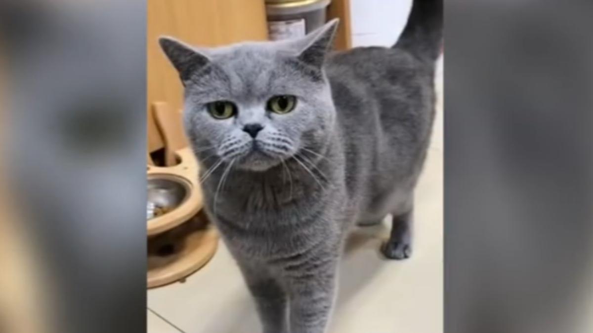 愛貓送洗亡,飼主控連鎖店「烘箱壞」仍使用。(圖/民眾提供)