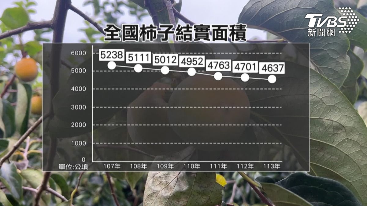 柿子結實量降低。(圖/TVBS)