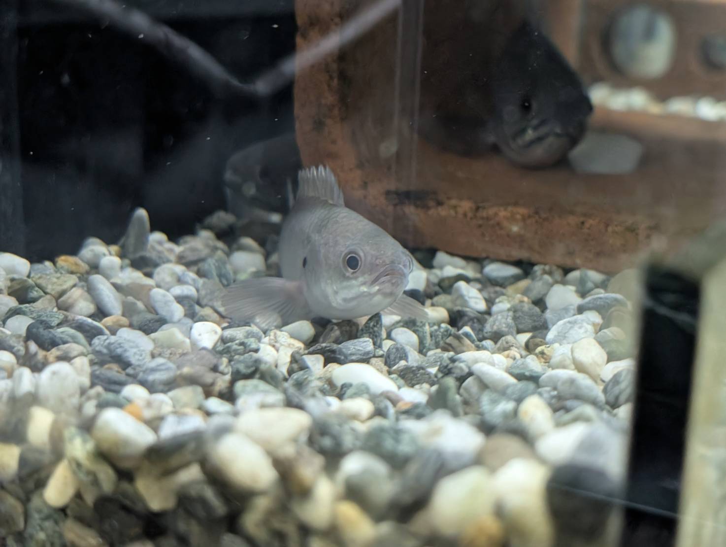 金門再生魚坊推產學合作 攜手校園復育原生魚