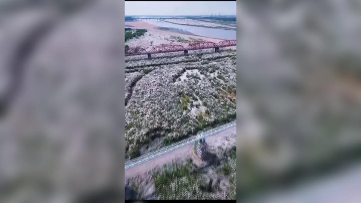 雲林沙洲甜根子草形成壯觀雪白花海,遊客不顧禁令搶拍美景。(圖/民眾提供)