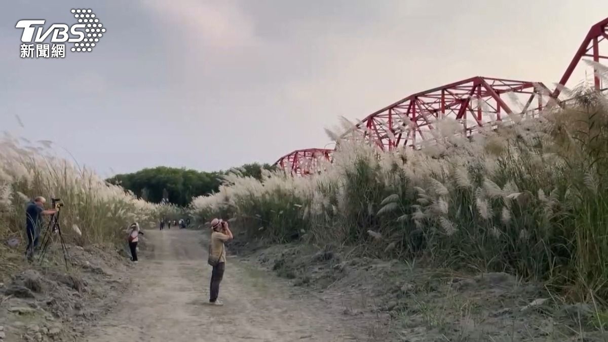 西螺大橋下「9月雪」爆紅!民眾闖工區拍照。(圖/TVBS)