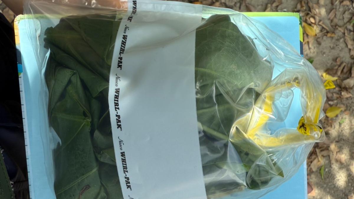 台東3婦採食野菜中毒!衛生局曝「整株有毒」:誤食大花曼陀羅