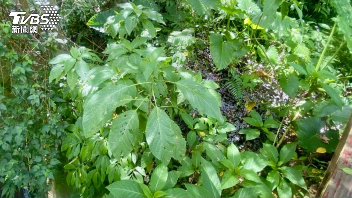 台東3婦中毒送醫報告今出爐 全因誤食「這植物」毒性強