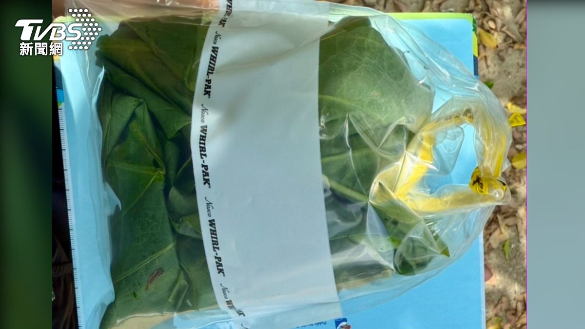 衛生局人員採檢中毒3婦誤食的葉片送驗。(圖/台東縣衛生局提供)