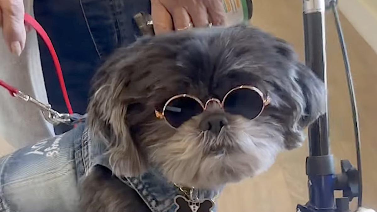 給牠一個家!流浪西施犬成養老院新寵 失智老人因牠而開口