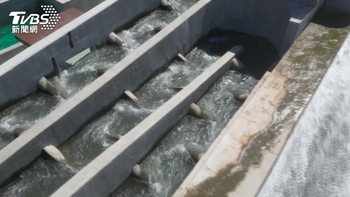碧潭堰魚道,魚種復育,帶動觀光。(圖/TVBS)