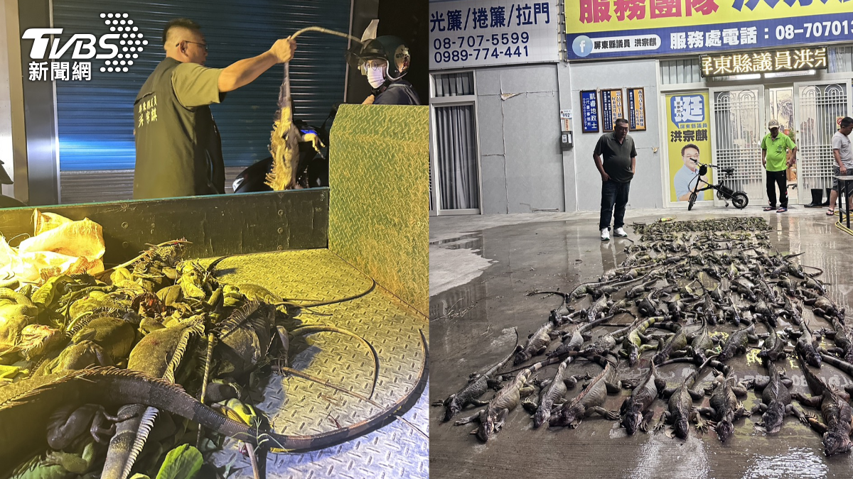 紅豆當自助餐！萬丹一晚獵140隻綠鬣蜥　屍躺滿服務處大門