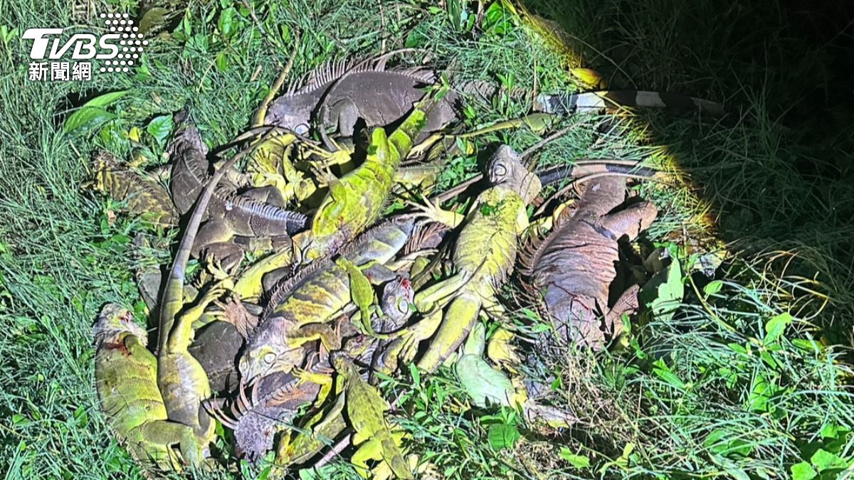 大量綠鬣蜥繁殖破壞當地農作物。（圖／洪宗麒提供）