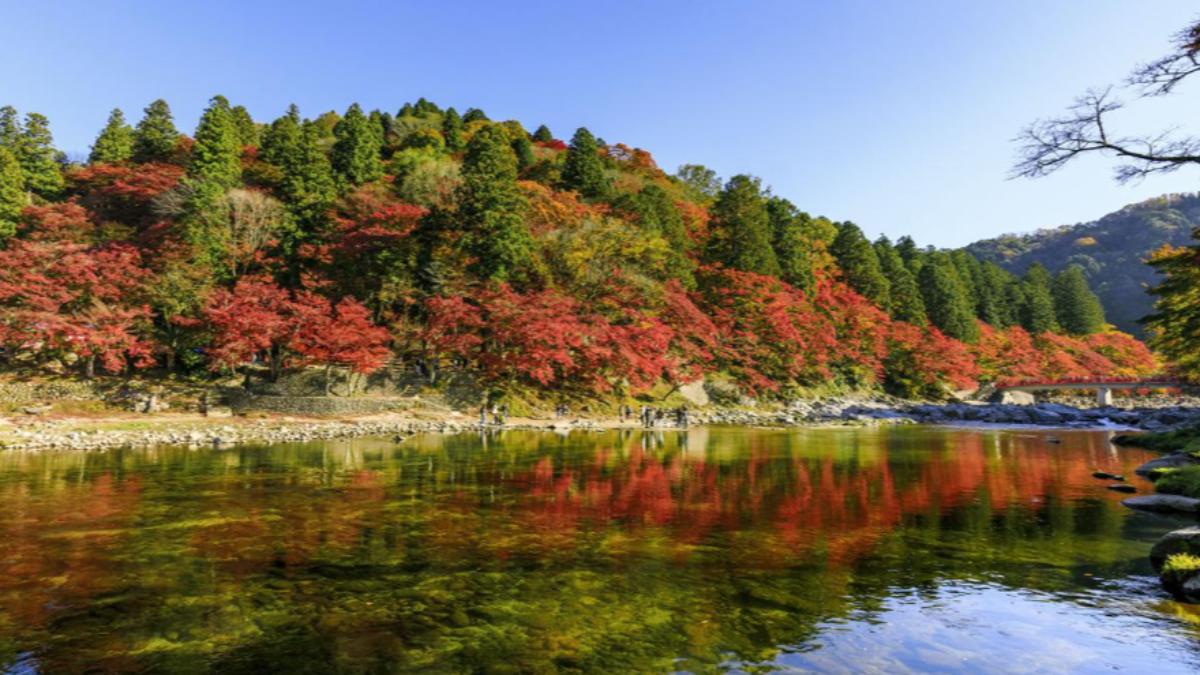 愛知縣香嵐溪的兩側種滿楓葉。(圖/翻攝自豐田觀光官網)
