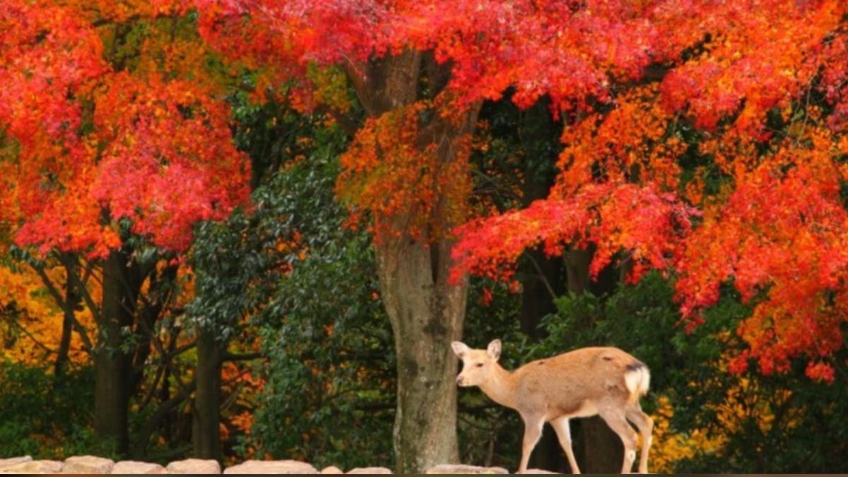 宮島紅葉谷公園,有機會捕捉到鹿與紅葉同框。(圖/翻攝自厳島神社・御朱印)