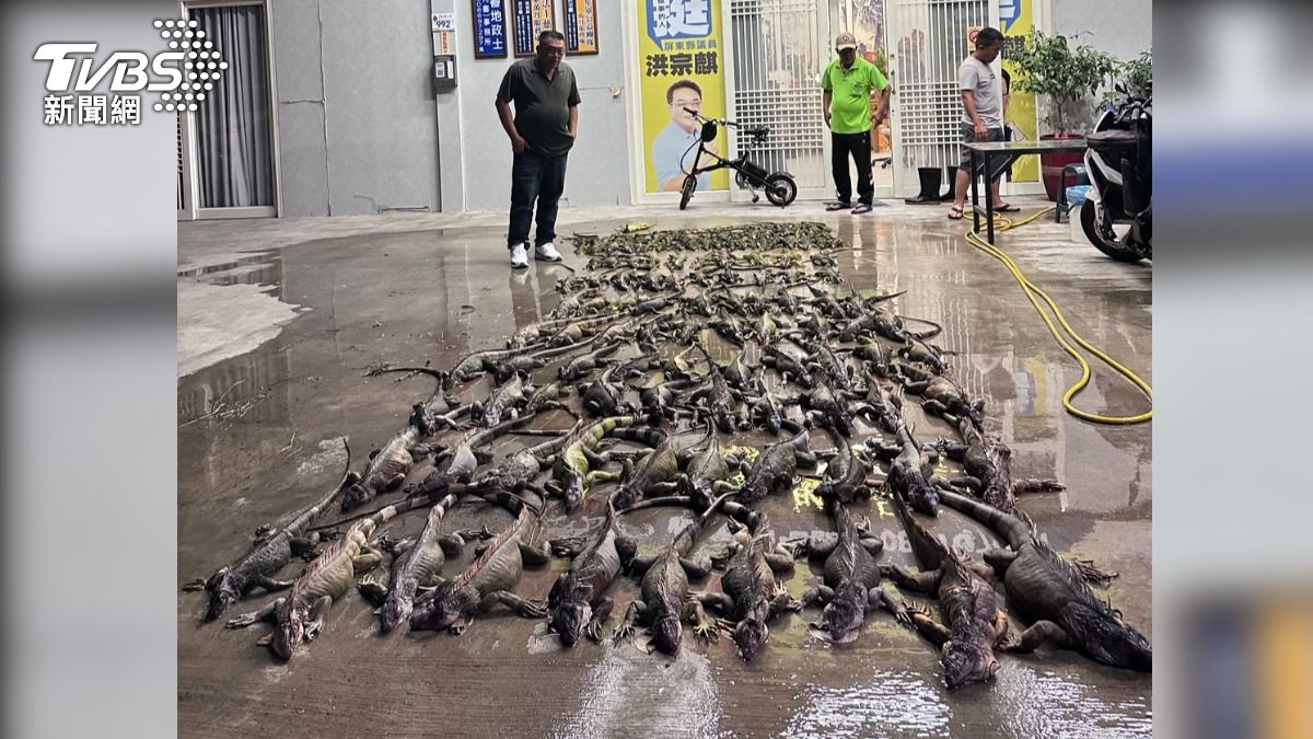 當地議員洪宗麒帶領「獵農小隊」於一晚內捕獲140隻綠鬣蜥，場面十分壯觀。（圖／TVBS）