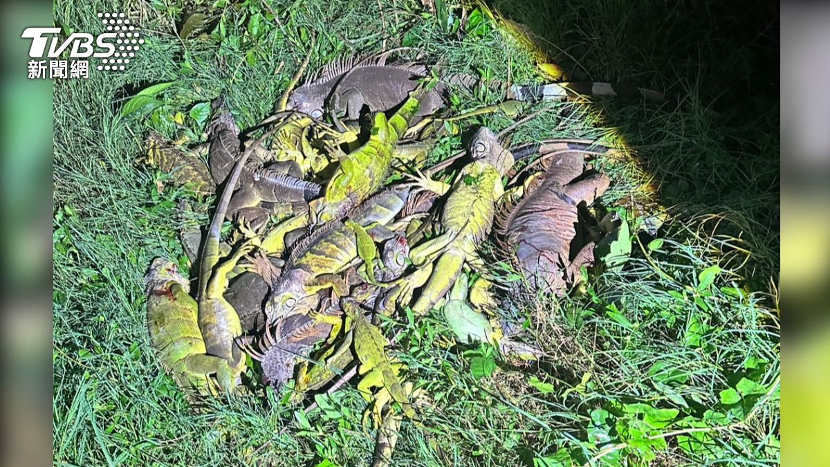 農民們描述這些綠鬣蜥從樹上「像下雨一樣」掉下來，數量極為龐大。（圖／TVBS）