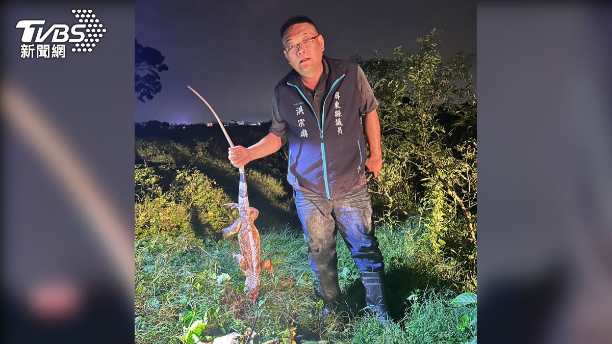 從2019年起，屏東捕獲的綠鬣蜥數量已居全國第一。（圖／TVBS）