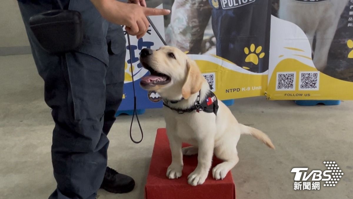 汪汪隊開箱/人民保母的最佳拍檔!警犬種類、培養歷程大揭秘