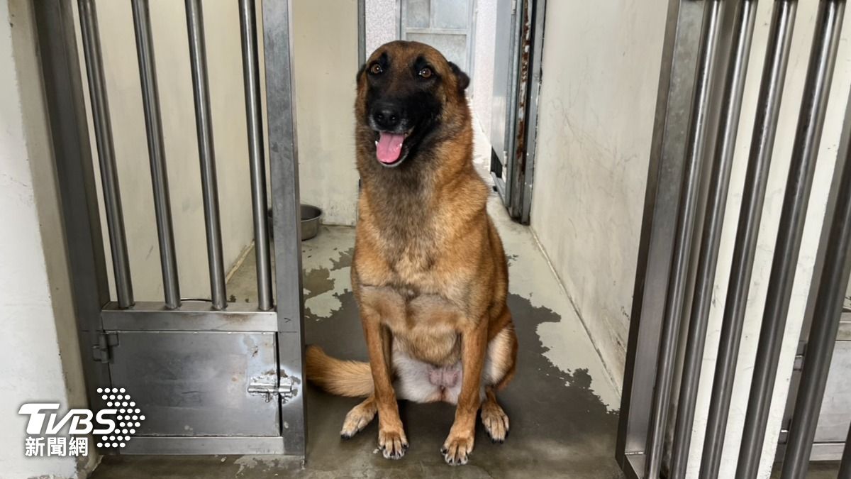 偵爆犬Apple。（圖／蕭沁梅攝）