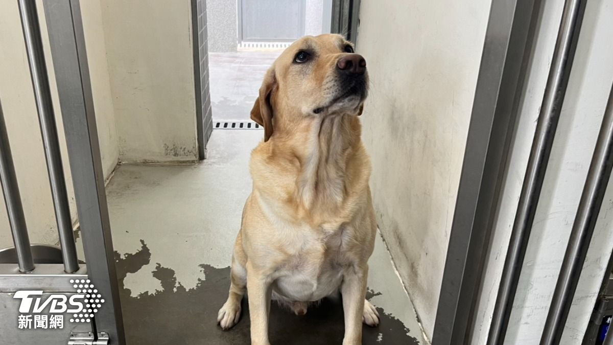緝毒犬Kenji。（圖／蕭沁梅攝）