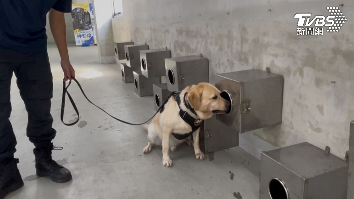 警犬平時的嗅覺訓練。（圖／蕭沁梅攝）