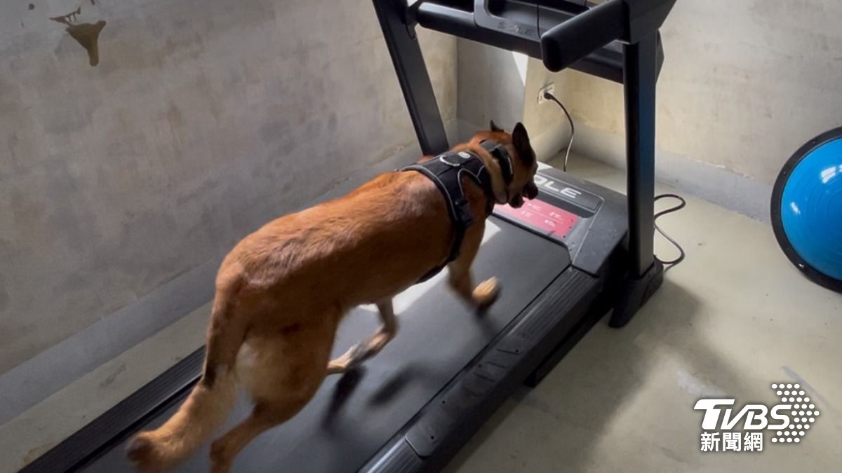 警犬使用跑步機訓練。（圖／蕭沁梅攝）