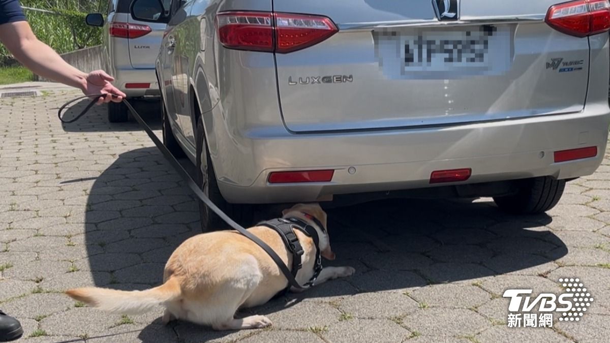 警犬尋找藏在車底的爆裂物。（圖／蕭沁梅攝）