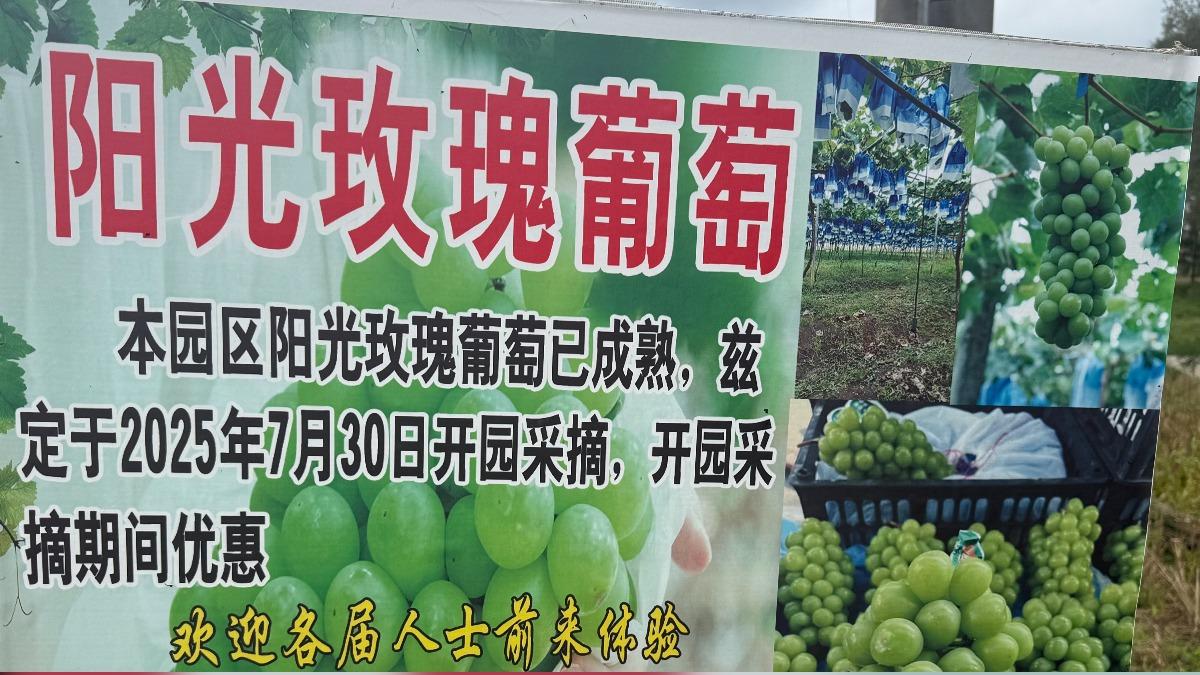 陸「陽光玫瑰」葡萄掉價99%。（圖／TVBS）