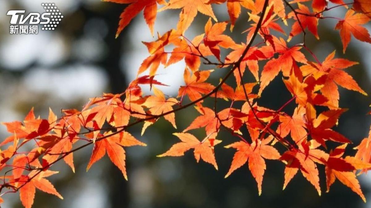 秋分要來了!醫曝「1茶飲」顧眼又顧肝 泡藥浴消暑氣