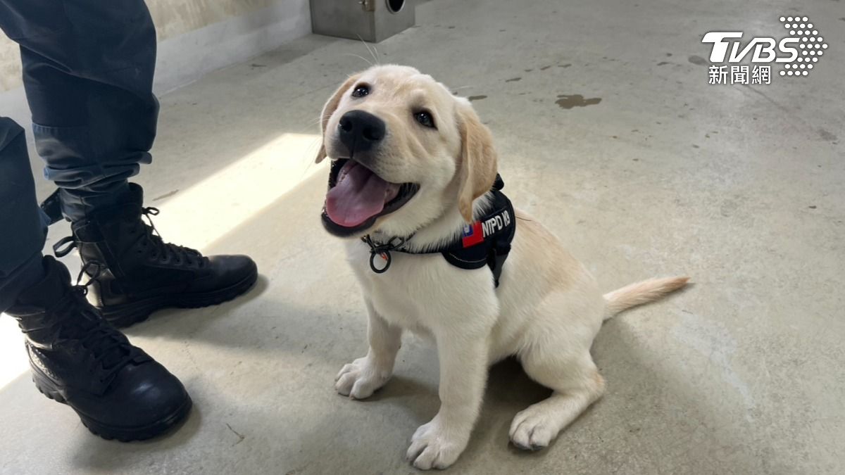 福星接班人?新北又添超萌警犬 奶汪「大福」驚人現況曝