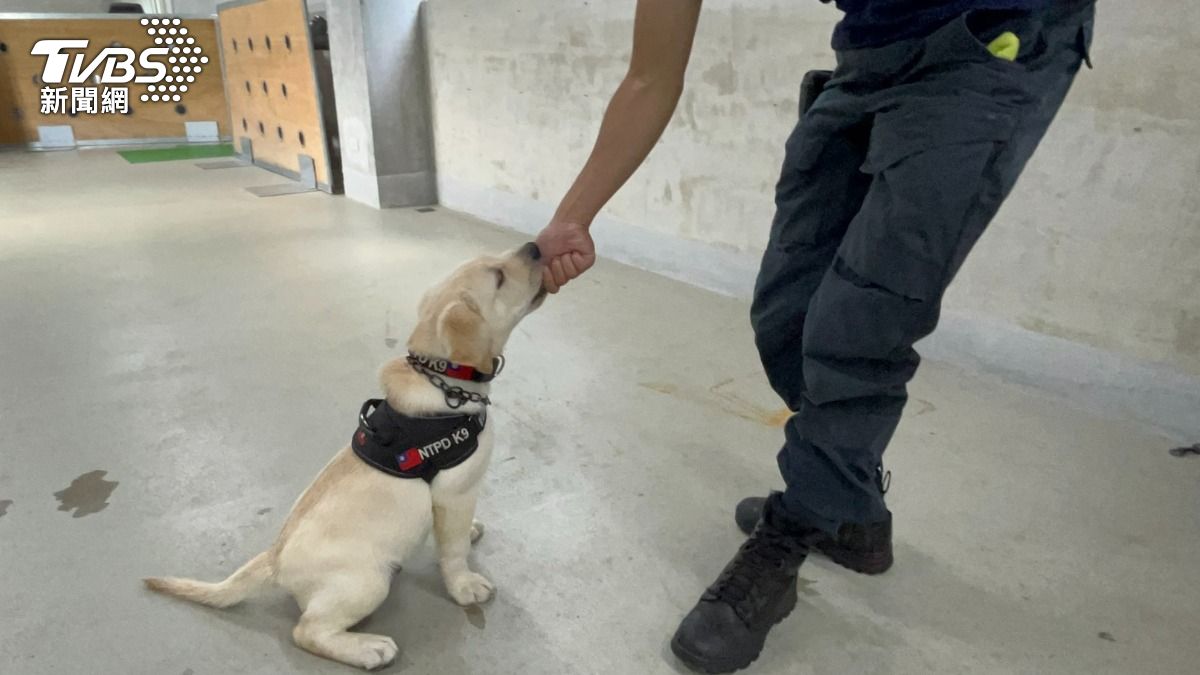 領犬員周耕緯透露，「大福」是一隻勇敢、獨立的狗狗。（圖／蕭沁梅攝）