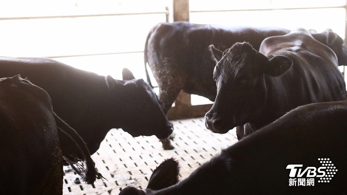 「后土牛」就是飼育五年未生產安格斯母牛。(圖/TVBS)
