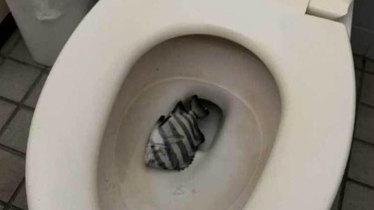 日本釣魚勝地附近有釣客拍下，一隻可食用的海魚竟被丟棄在馬桶裡。　（圖／翻攝自encount）