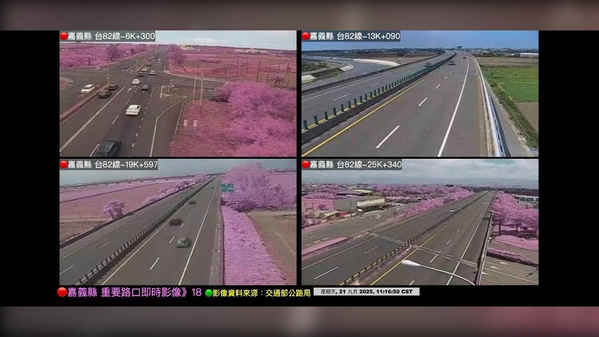 不是櫻花季!嘉義台82快速道路驚見「粉紅大道」 公路局回應了