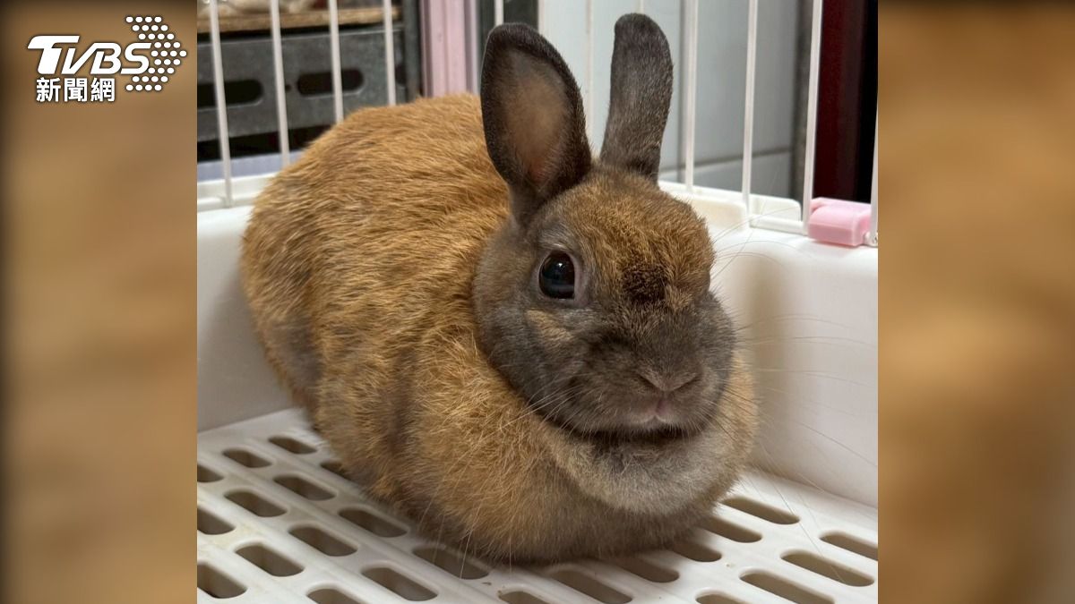 非犬貓特寵認養！桃園市動保處開放21隻寵物等你帶回家