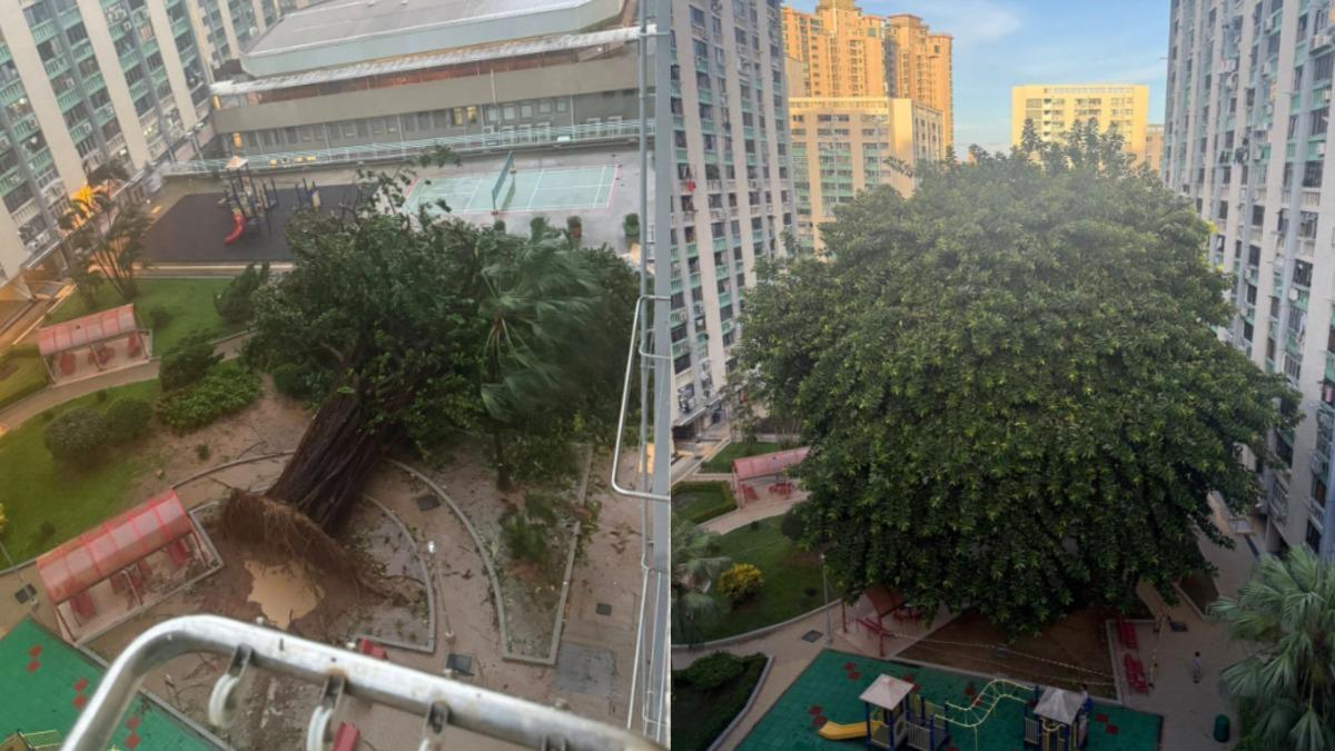 樺加沙颱風襲香港!8層樓高老榕樹連根拔起 長洲整片沙灘消失