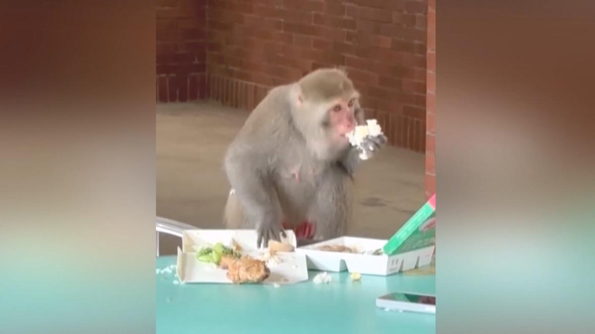 一名女大生在享用午餐時突然被獼猴搶劫,猴子一口氣霸佔了兩份便當。(圖/threads_caixin.ch提供)