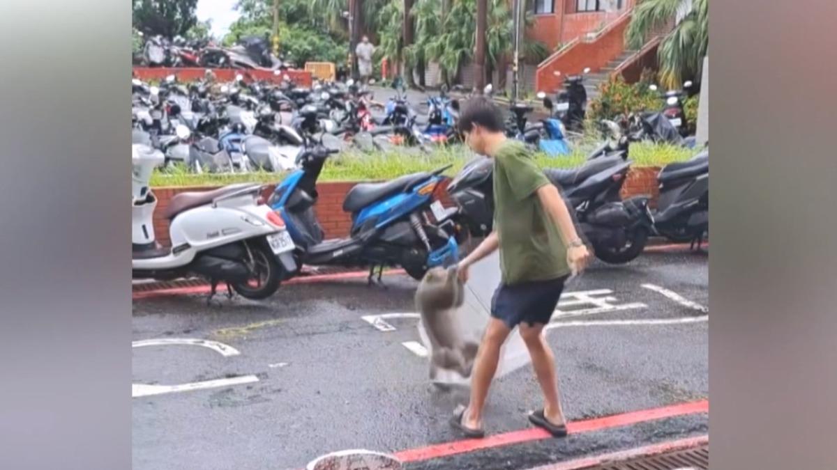 一名學生手握三明治與獼猴展開「人猴大戰」的場景,最終學生成功保住了自己的早餐。(圖/翻攝爆料公社)