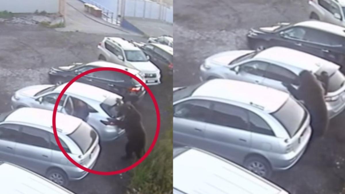 棕熊闖街殺人!俄男秒躲車內保命 8旬婦「頭皮剝落」慘死