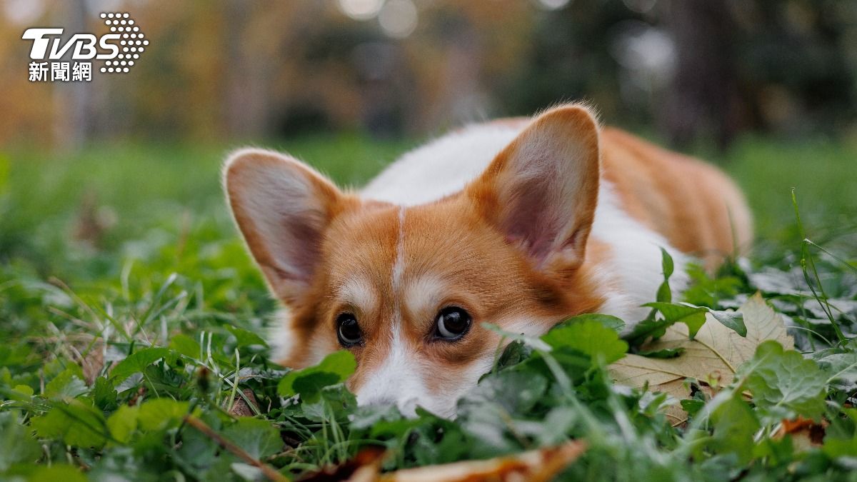 攜帶愛犬外出時，應檢查牽繩是否牢固。（示意圖／shutterstock達志影像） 