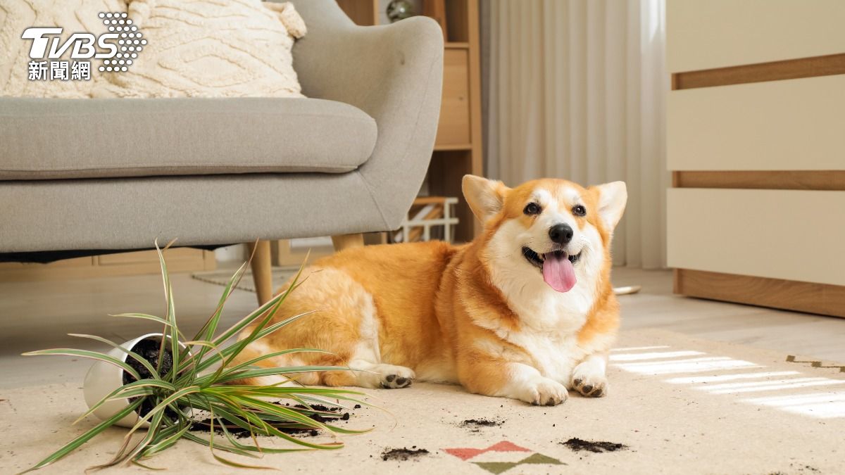 雷聲嚇壞毛孩!狗狗竄逃險走失 動保處示警:飼主恐挨罰3千元