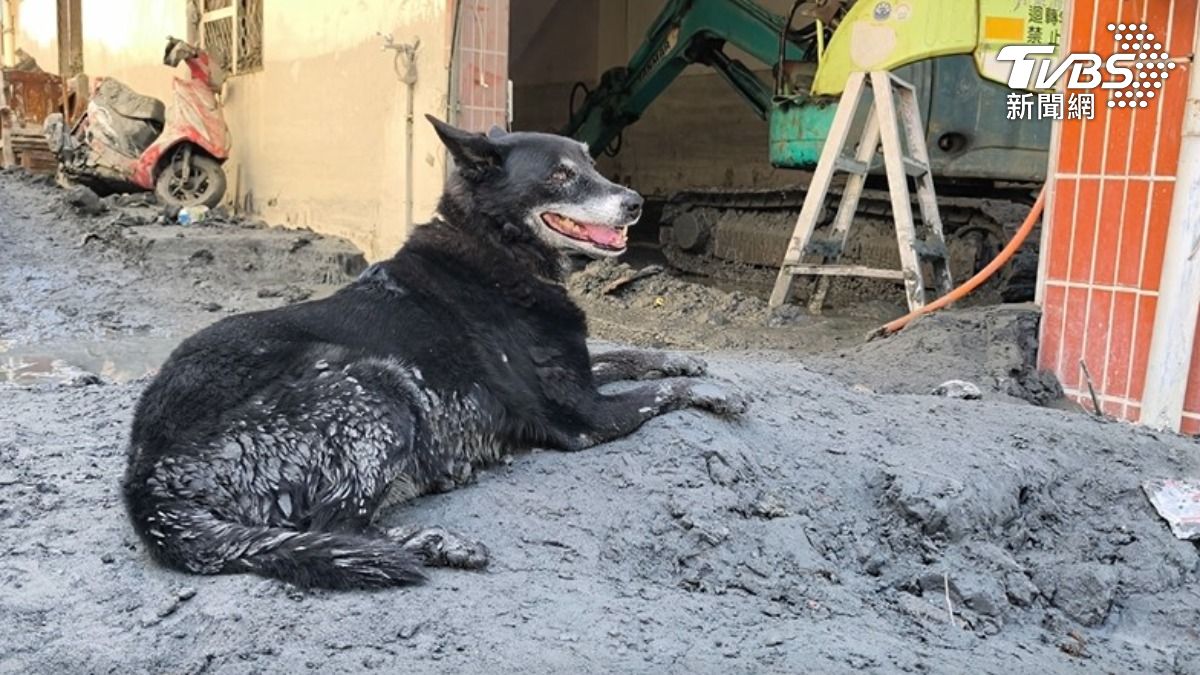 忠犬獲救後徘徊在災區,但主人已經回不來。(圖/TVBS)